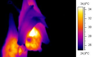 Thermographic image of a bat using trapped air as insulation.