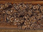 Colony of Mouse-eared Bats, Myotis myotis