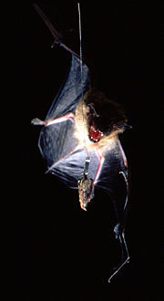 A big brown bat (Eptesicus fuscus) approaches a wax moth (Galleria mellonella), which serves as the control species for the studies of the tiger moths. The moth is only "semi-tethered," allowing it to fly evasively.