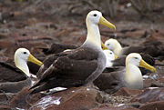 Waved Albatrosses on Española