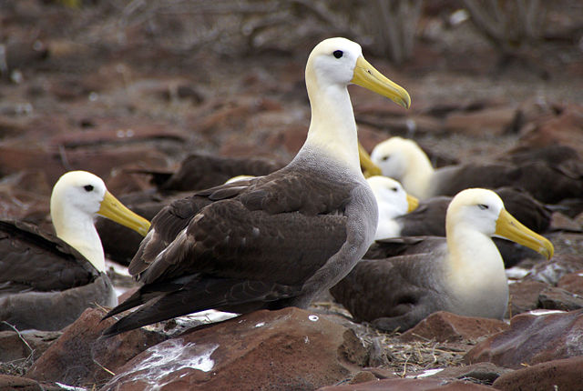 Image:Waved Albatross (Phoebastria irrorata) -Espanola -Punta Suarez3.jpg