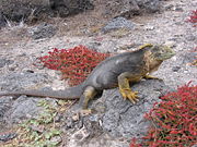 The Galápagos land iguanas are among the signature animals of the Galápagos islands.