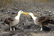 Waved Albatrosses' famous courtship ritual