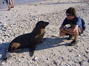 Sea lions in the Galápagos are somewhat tame, but very curious.