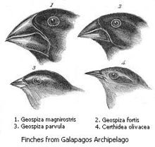 Darwin's illustrations of beak variation in the finches of the Galápagos Islands, which hold 13 closely related species that differ most markedly in the shape of their beaks. The beak of each species is suited to its preferred food, suggesting that beak shapes evolved by natural selection. See also character displacement, adaptive radiation, divergent evolution.
