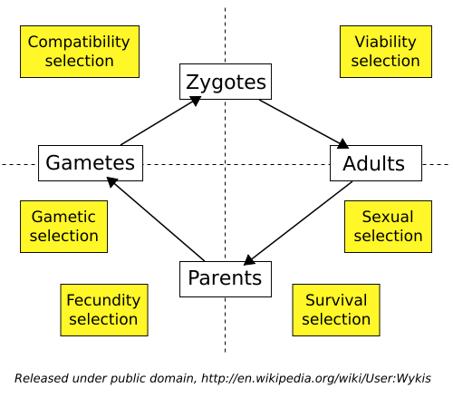 Image:Life cycle of a sexually reproducing organism.svg