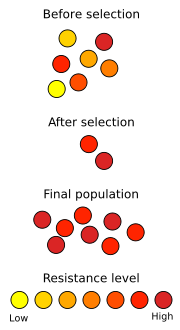Schematic representation of how antibiotic resistance is enhanced by natural selection. The top section represents a population of bacteria before exposure to an antibiotic. The middle section shows the population directly after exposure, the phase in which selection took place. The last section shows the distribution of resistance in a new generation of bacteria. The legend indicates the resistance levels of individuals.