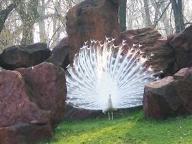 The exuberant tail of the peacock is thought to be the result of sexual selection by females. This peacock is an albino - it carries a mutation that makes it unable to produce melanin. Selection against albinos in nature is intense because they are easily spotted by predators or are unsuccessful in competition for mates, and so these mutations are usually rapidly eliminated by natural selection.