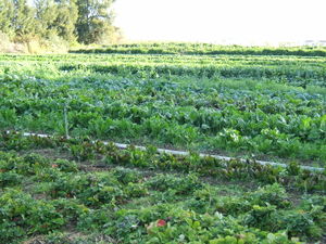 Organic cultivation of mixed vegetables in Capay, California. Note the hedgerow in the background.