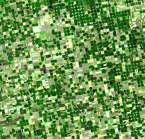 Satellite image of circular crop fields in Haskell County, Kansas in late June 2001. Healthy, growing crops are green. Corn would be growing into leafy stalks by then. Sorghum, which resembles corn, grows more slowly and would be much smaller and therefore, (possibly) paler. Wheat is a brilliant gold as harvest occurs in June. Fields of brown have been recently harvested and plowed under or lie fallow for the year.