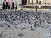Pigeons flocking to London's Trafalgar Square, 2006.