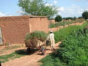 A farmer collecting millet in Koremairwa village in the Dosso department.
