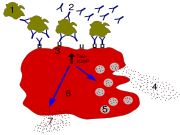 Degranulation process in allergy.1 - antigen; 2 - IgE antibody; 3 - FcεRI receptor; 4 - preformed mediators (histamine, proteases, chemokines, heparine); 5 - granules; 6 - mast cell; 7 - newly formed mediators (prostaglandins, leukotrienes, thromboxanes, PAF)