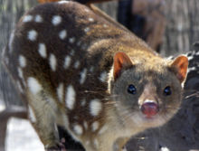 The Spotted Quoll is mainland Australia's largest carnivorous marsupial and an endangered species.