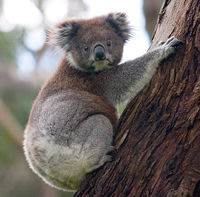 The Koala does not normally need to drink because it can obtain all of the moisture it needs by eating leaves.