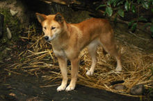 The Dingo was the first placental mammal introduced to Australia by humans.