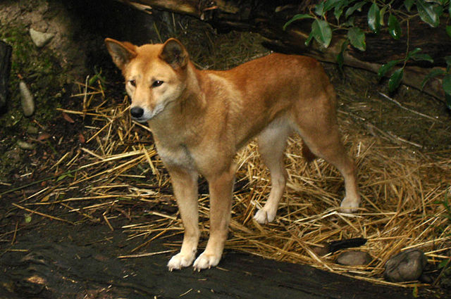 Image:Dingo2.jpg