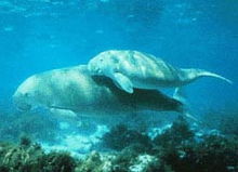 The Dugong is an endangered species; the largest remaining population is found in Australian waters.