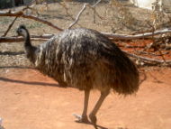 The Emu is the second largest surviving species of bird. It is a heraldic bird, appearing on the Coat of Arms of Australia.