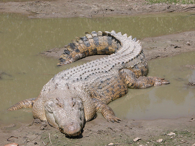 Image:SaltwaterCrocodile('Maximo').jpg