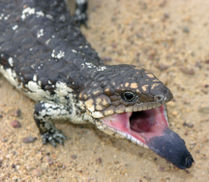 Blue-tongued lizards are the largest species of skink.