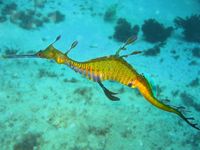 The weedy sea dragon, a fish related to pipefish and seahorses, is found in the waters around southern Australia.