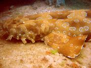 The spotted wobbegong is the largest wobbegong shark, reaching a length of 3.2 m.