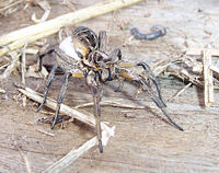 The wolf spider, Lycosa godeffroyi, is common in many areas of Australia. In this family of spiders, the female carries her egg-sac.