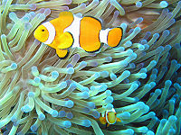 A magnificent sea anemone on the Great Barrier Reef, with an Ocellaris clownfish.