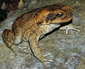 The poisonous cane toad