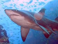 The grey nurse shark is critically endangered on the Australian east coast.