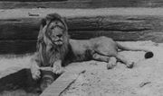 Possible Barbary lion in Leipzig Zoo, 20th century.