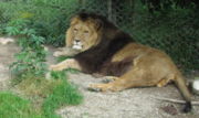 Possible Barbary lion in captivity,  Ljubljana Zoo.