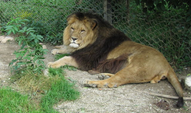 Image:Lion.zoo.jpg