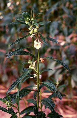 Sesame plants