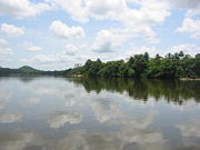 A small population of pygmy hippos lives in the dense forests on Tiwai Island in Sierra Leone.