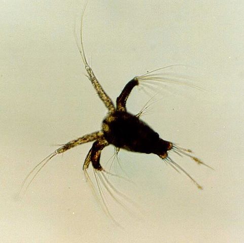 Image:Shrimp nauplius.jpg