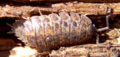 Porcellio scaber, the common rough woodlouse, a terrestrial crustacean