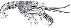 Glyphea pseudastacus, a fossil glypheoid