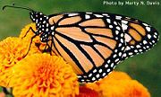 The monarch butterfly's distinctive pigmentation reminds potential predators that it is poisonous.