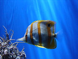A copperband butterflyfish in the coral reef hall.