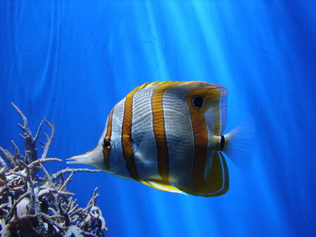 Image:London Zoo 00936.jpg