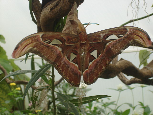 Image:London Zoo Atlas Moth.jpg