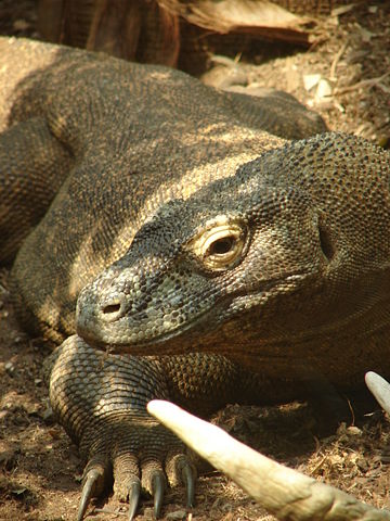 Image:London Zoo 01050.jpg