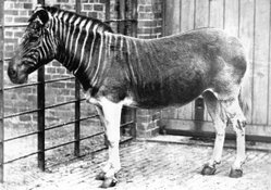 The only photograph of a living quagga was taken at London Zoo in 1870.