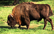 A wisent in the Białowieża Forest