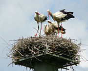 Family of White stork, a national bird in Poland