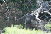 Credit: Public Library of ScienceThis adult gorilla uses a branch as a walking stick to gauge the water's depth; an example of technology usage by primates.