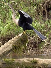 An anhinga drying its feathers.