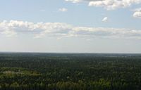 Landscape in East-Estonia - forest.